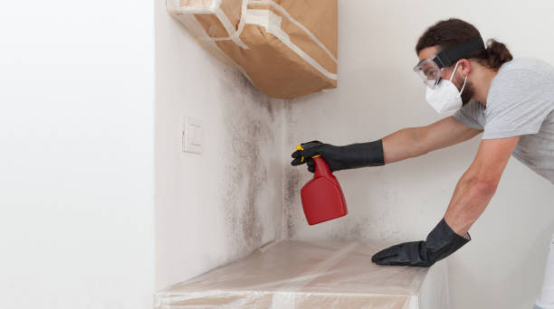 Professional Mold Removal technician working in Gilbert, MN